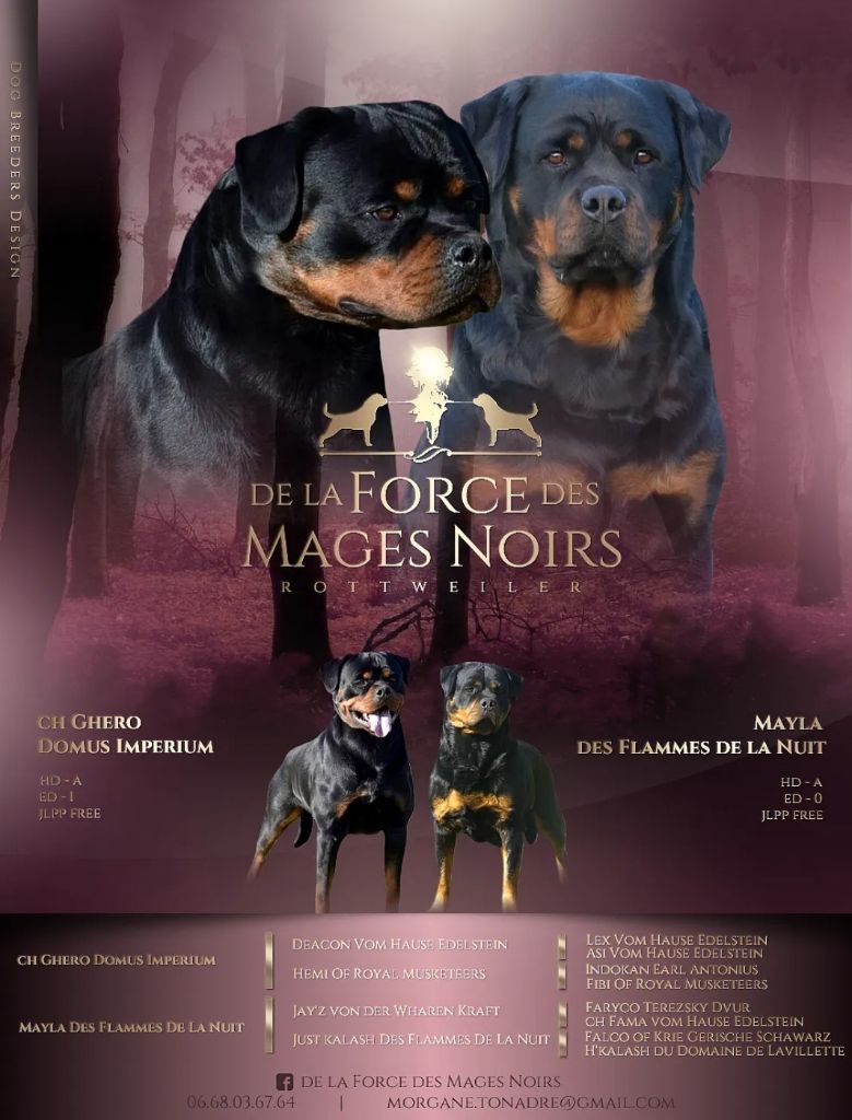 De La Force Des Mages Noirs - Rottweiler - Portée née le 15/09/2021