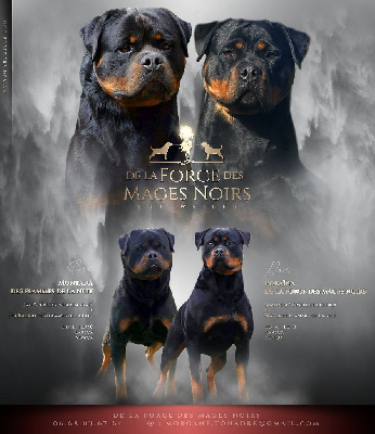 De La Force Des Mages Noirs - Rottweiler - Portée née le 14/03/2023