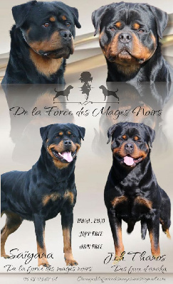 De La Force Des Mages Noirs - Rottweiler - Portée née le 05/03/2024