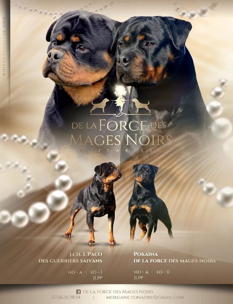 De La Force Des Mages Noirs - Rottweiler - Portée née le 29/10/2021