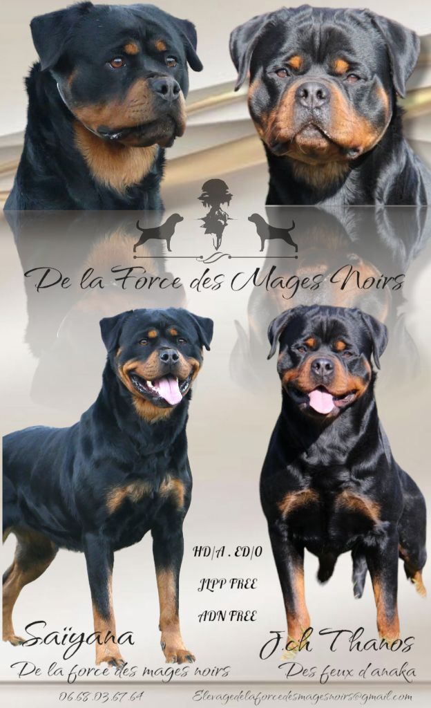 chiot Rottweiler De La Force Des Mages Noirs