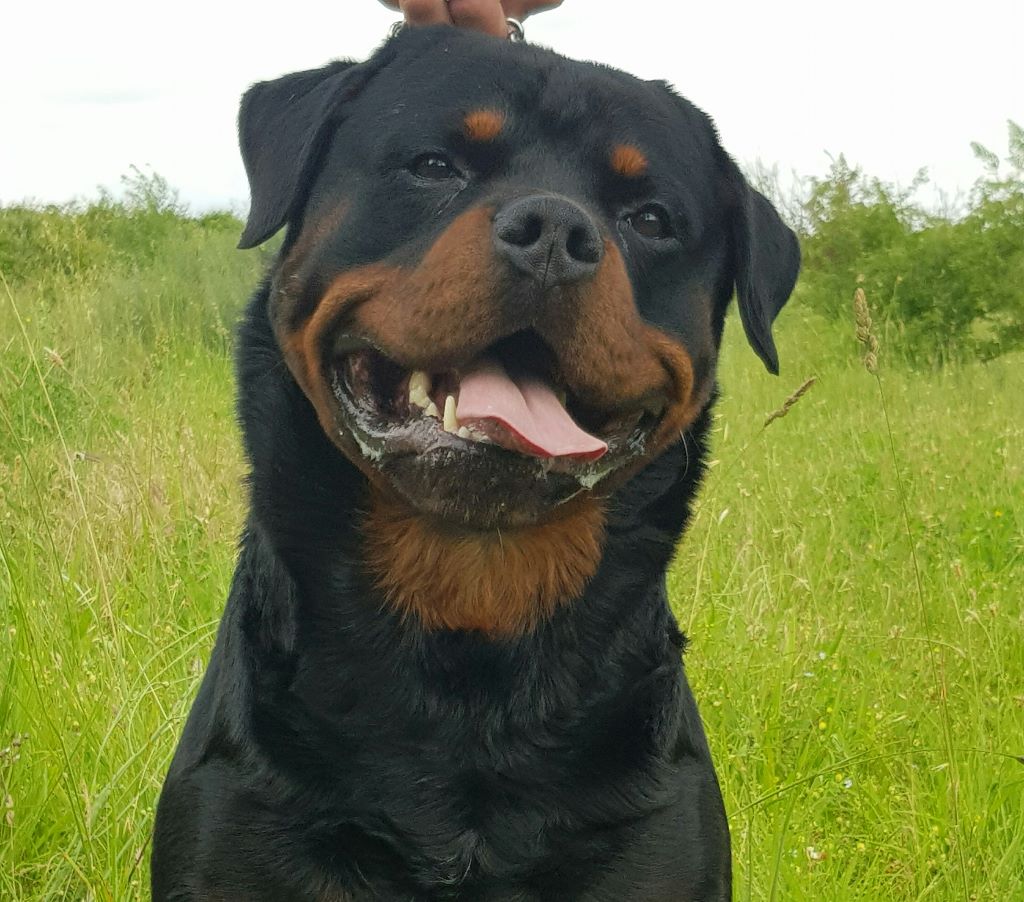 Igor dit tyson (Sans Affixe)