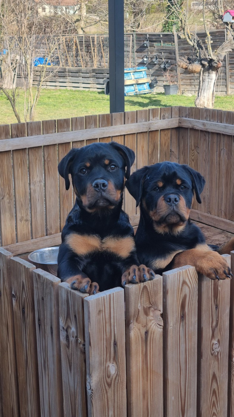 2 CHIOTS DISPONIBLES ( 1 mâle et 1 femelle )