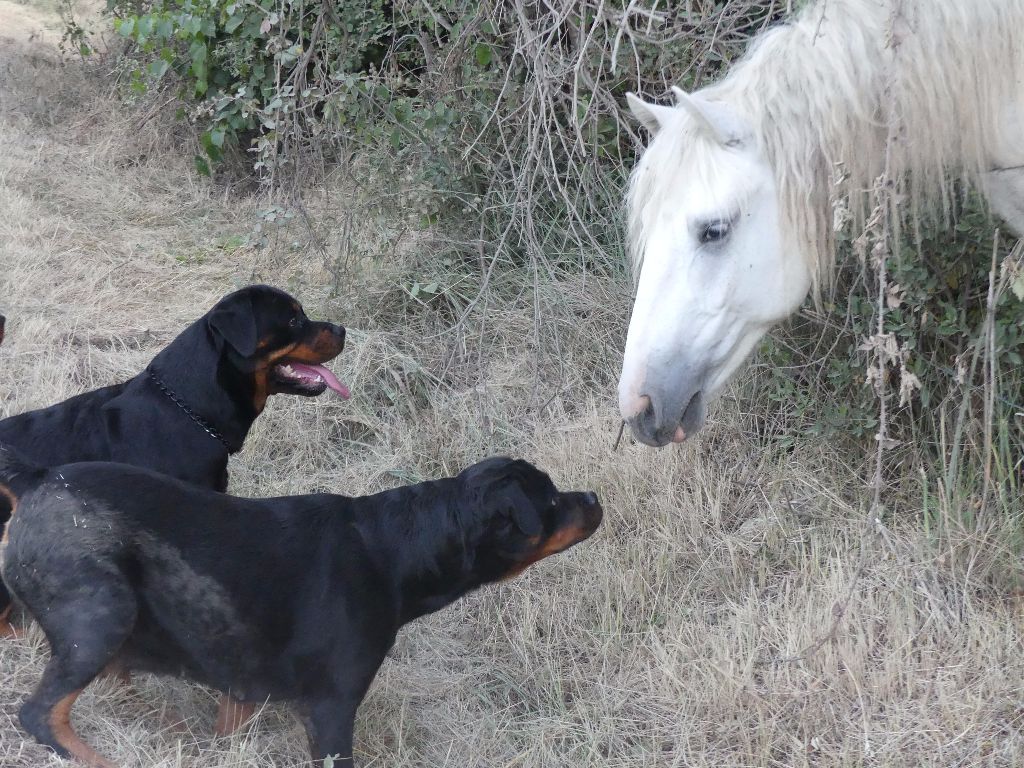 nos chiens et cie