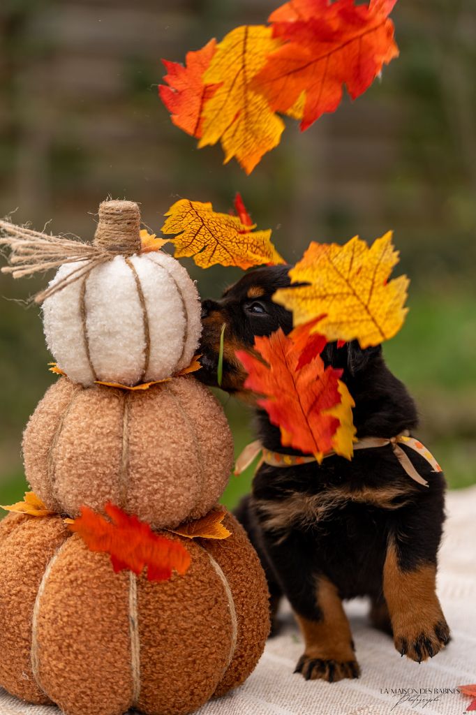 Shooting automnal (uzaia x urakan)2025. Réalisé par:Lamaisondesbabines