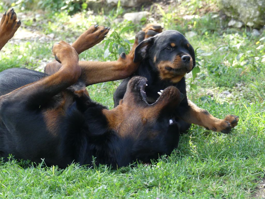 adulte et chiot