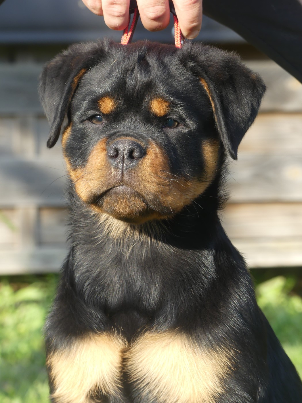 De La Force Des Mages Noirs - Chiots disponibles - Rottweiler
