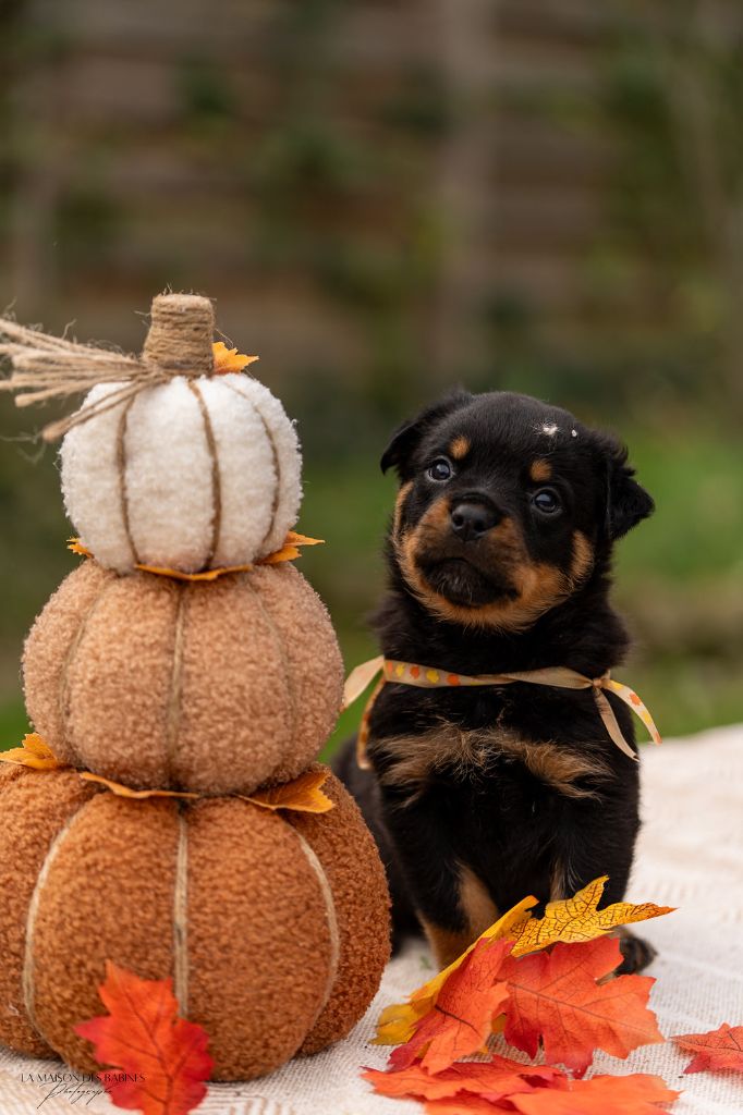 De La Force Des Mages Noirs - Rottweiler - Portée née le 16/09/2025