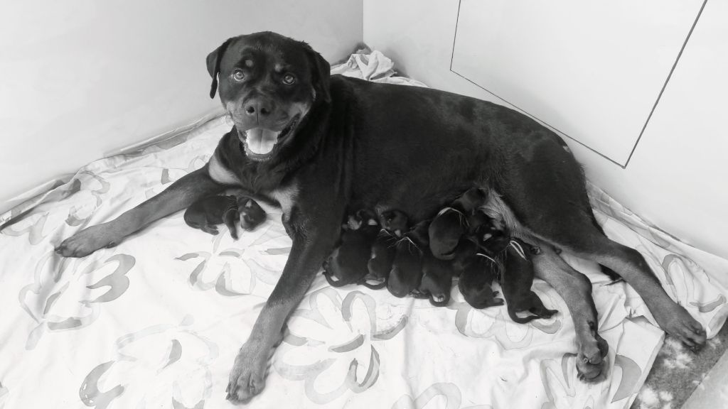 De La Force Des Mages Noirs - Chiots disponibles - Rottweiler