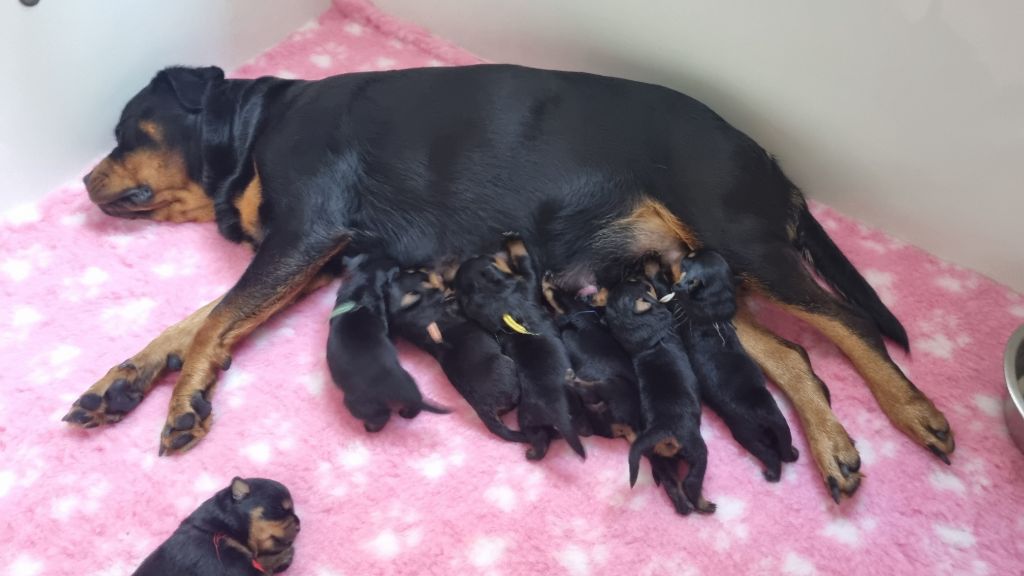 De La Force Des Mages Noirs - Chiots disponibles - Rottweiler