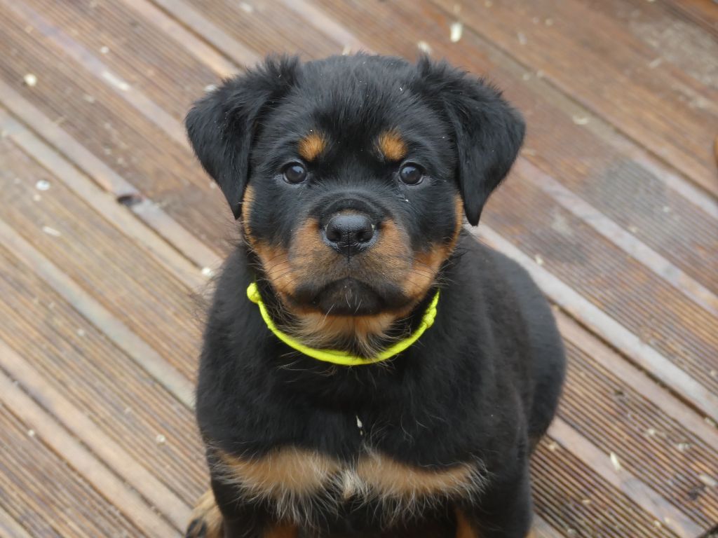 De La Force Des Mages Noirs - Chiots disponibles - Rottweiler