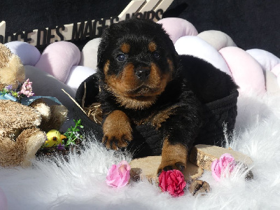 CHIOT