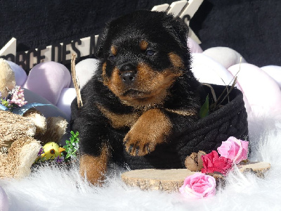 CHIOT