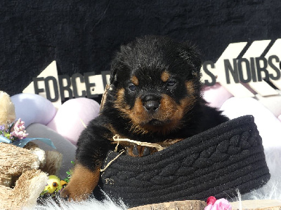 CHIOT