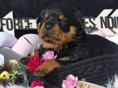 CHIOT