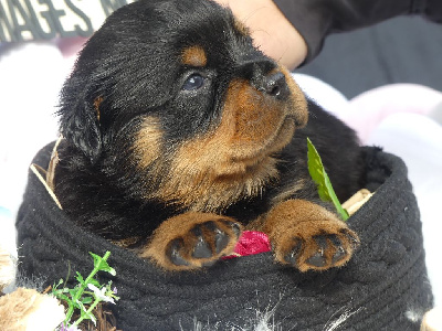 CHIOT