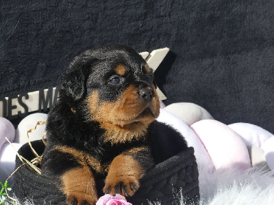 CHIOT