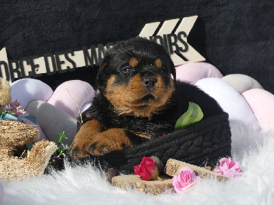 CHIOT