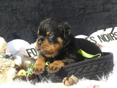 CHIOT
