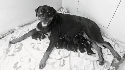 CHIOT