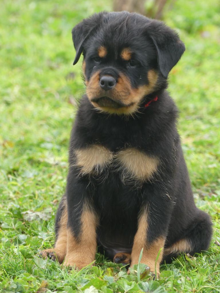 De La Force Des Mages Noirs - Chiots disponibles - Rottweiler