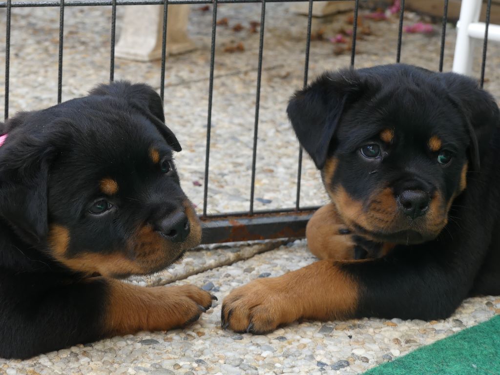 De La Force Des Mages Noirs - Rottweiler - Portée née le 12/05/2019