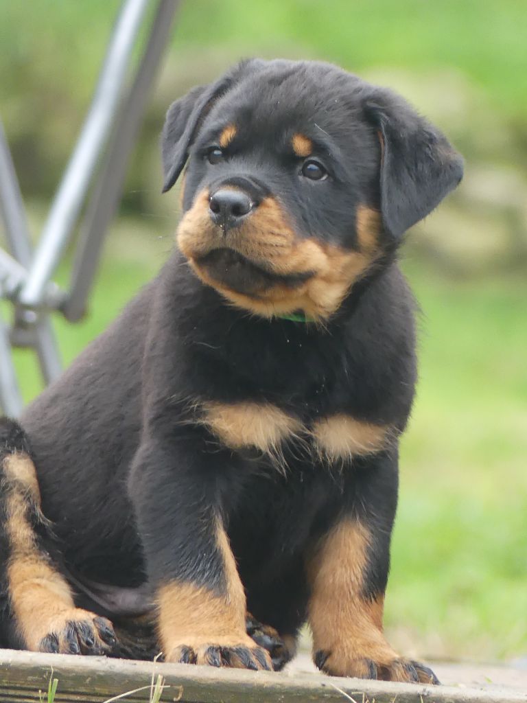 De La Force Des Mages Noirs - Chiots disponibles - Rottweiler